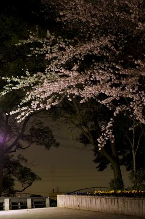 Sakura2013_017.jpg